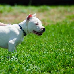 Dogo Argentino and Pembroke Welsh Corgi Puppies from Storm Dogos & Country Corgis
