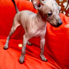 Xoloitzcuintli Puppies from Xolos Jazmin