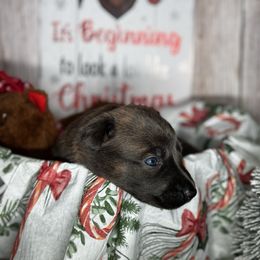 Nutmeg - Silver brindle female Dutch Shepherd puppy in Clarksville, Tennessee from Vuurhart Herders