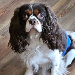 Georgie - Cavalier King Charles Spaniel