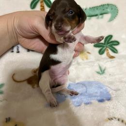 Dottie - Piebald female Dachshund puppy in Springfield, Tennessee from Savannah’s Doxie Palace