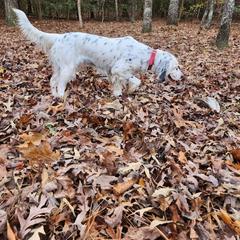 Dixie - Llewellin Setter