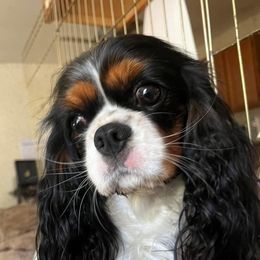 Mallory - Cavalier King Charles Spaniel
