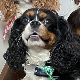 Harper - Cavalier King Charles Spaniel