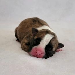 Boston Terrier Puppies from White Valley Boston Terriers