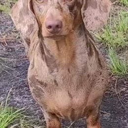 Dachshunds from SatillaDachs