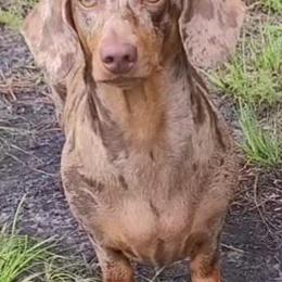 Dachshunds from SatillaDachs