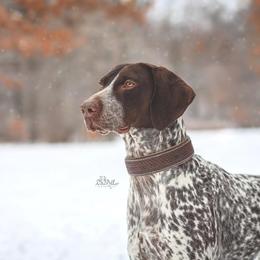 Dare - German Shorthaired Pointer