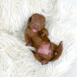 Lilo - Red  female Goldendoodle puppy in Davison, Michigan from Dreaming Doodles