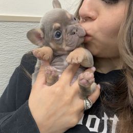 Girl 3 - Tricolors French Bulldog puppy in Roanoke Rapids, North Carolina from Ferrell’s Frenchies