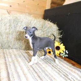 Bianca Male 1 - Blue male Italian Greyhound puppy in Sparta Tn And Caryville Fl, Florida from Summerwind Kennel
