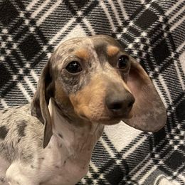 Lincoln - Dachshund