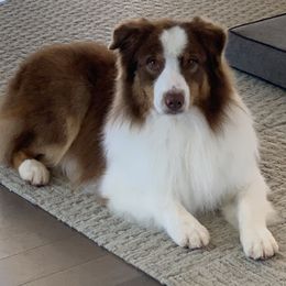 Australian Shepherds from Bridgewater Aussies
