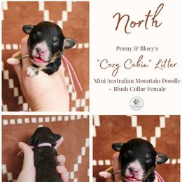 North - female Australian Mountain Doodle puppy in Grand Rapids, Michigan from The Kindred K9