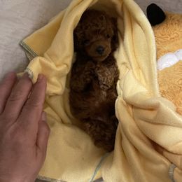 Maltese, Maltipoos, and Poodles from Toy Poodles And Maltese Of Florida