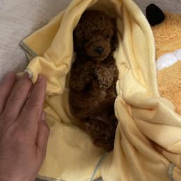 Maltese, Maltipoos, and Poodles from Toy Poodles And Maltese Of Florida