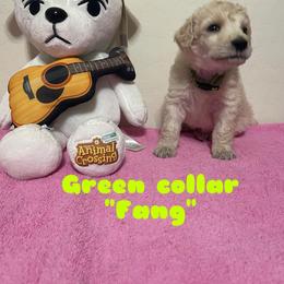 Poodle Puppies from Desert Diamond Poodles
