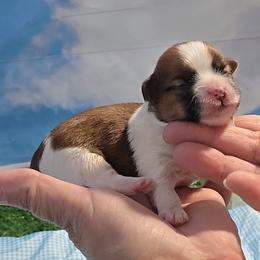 Dino - Red and white male Shih Tzu puppy in Aurora, Missouri from KnJ Precious Paws LLC