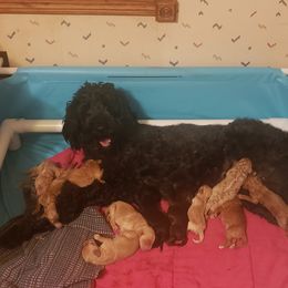 Goldendoodle and Golden Retriever Puppies from Milligan Valley
