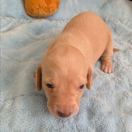 Millie - Cream female Dachshund puppy in Marshall, Texas from Wilson's Kennels