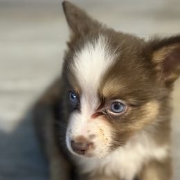 Miniature American Shepherd Puppies from Sonya Young