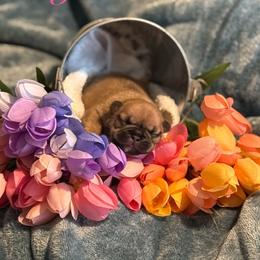 Magnolia (Maggie) - Fawn female French Bulldog puppy in Newport, Oregon from Blue Coast Bulldogs