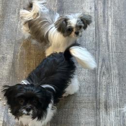 Mi-Ki puppies from Kimberly's Mi-Kis