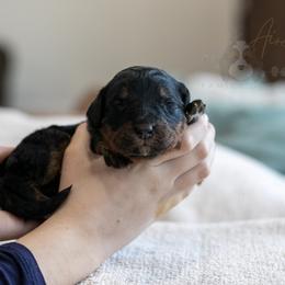 Alpine - Family Raised - Phantom female Bernedoodle puppy in Eureka, Illinois from Joley Aire Family Dogs