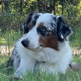 Miniature Australian Shepherds from Dickerson's Mini Aussies