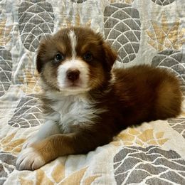 Palm Tree - Red tri-color Australian Shepherd puppy in Kansas City, Kansas from A Beautiful Soul Aussies