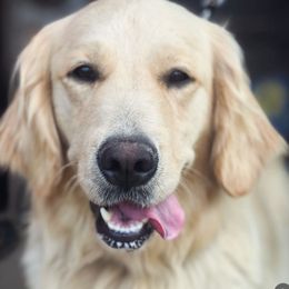Stella - Golden Retriever