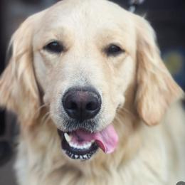 Stella - Golden Retriever