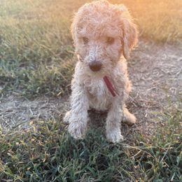 Maple - Cream female Poodle puppy in Waterloo, Illinois from Dreamy Doodles