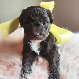 Girl 2 - Chocolate female Cavapoo puppy in Junction, Utah from City Creek Cavapoos