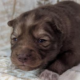 Kat - Red and white female Siberian Husky puppy in Coshocton, Ohio from Wyant Farms