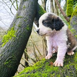 Male - White and brown male Saint Bernard puppy in Castle Rock, Washington from PNW Saint Berdoodles