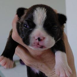 Opus - Brindle and white male Boston Terrier puppy in Star, North Carolina from Meatloaf's Bostons Family