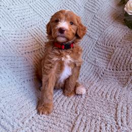 Simon - Parti male Goldendoodle puppy in Barstow, California from Golden Desert Doodles