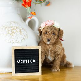 Girl 3 - Goldendoodle puppy in Riverton, Utah from Utah Doodlebug