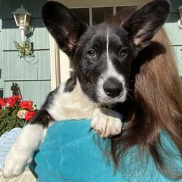 My Guy - Black and white male Cardigan Welsh Corgi puppy in Brookings, Oregon from Dragonfly Cardigans