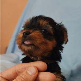 Mr. Brown - Black and tan male Yorkshire Terrier puppy in Woodway, Texas from The Yorkie Empire