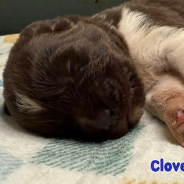 Clover - White and brown male Newfoundland puppy in Conroe, Texas from SugarPaws Newfoundlands