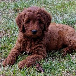 Goldendoodle Puppies from Frannie's Goldendoodle Puppies