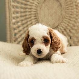 Versace - Blenheim male Cavapoo puppy in Ashland, Kentucky from Still Waters Farm