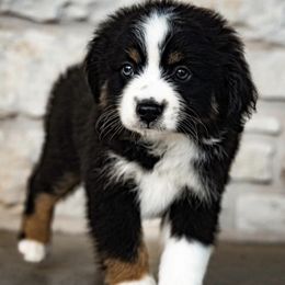 Miniature Australian Shepherds from Well-Don Miniature Australian Shepherds