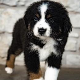 Miniature Australian Shepherds from Well-Don Miniature Australian Shepherds