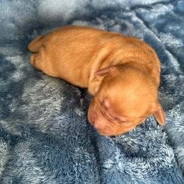 Raina - Apricot female Goldendoodle puppy in Lowville, New York from Adirondack Labradoodles