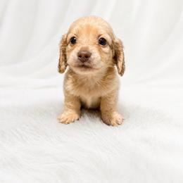 Rhett - 3000 - Chocolate based shaded cream - Cream male Dachshund puppy in Statesville, North Carolina from Southern Doxies