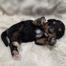 Boy 2 - Tri-color male Bernedoodle puppy in North Royalton, Ohio from Johnson's Doodles