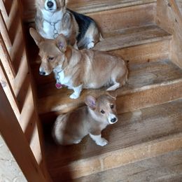 Hannah - Pembroke Welsh Corgi